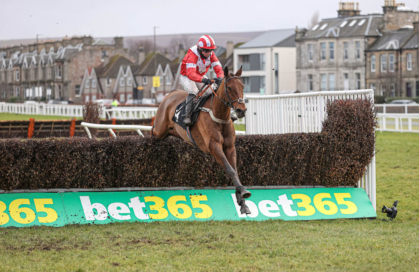 Dubai Angel Scottish Cheltenham Trials