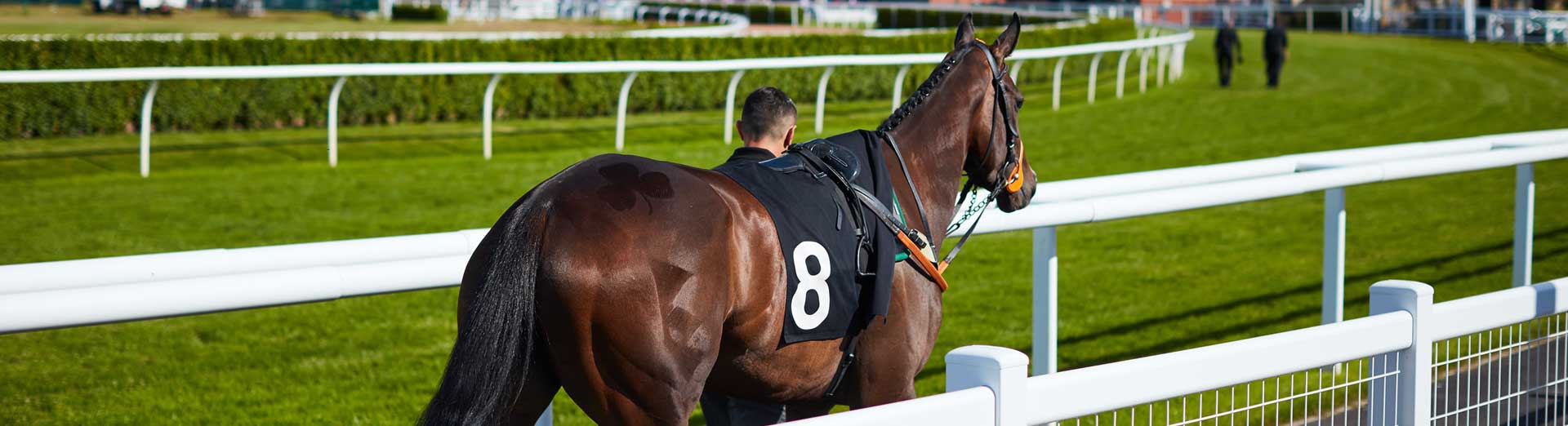 The Afternoon Flat Raceday